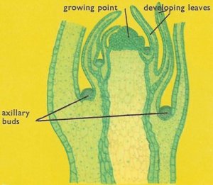 english stem-changing verbs