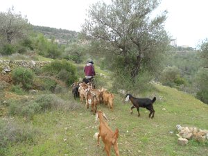 goat herding