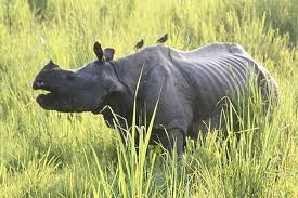 one horned rhino