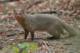 indian mongoose