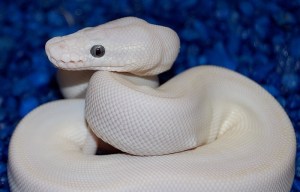how to own a white ball python